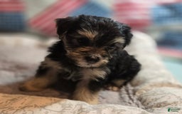 Morkie dogs for sale: Albert - Image 7