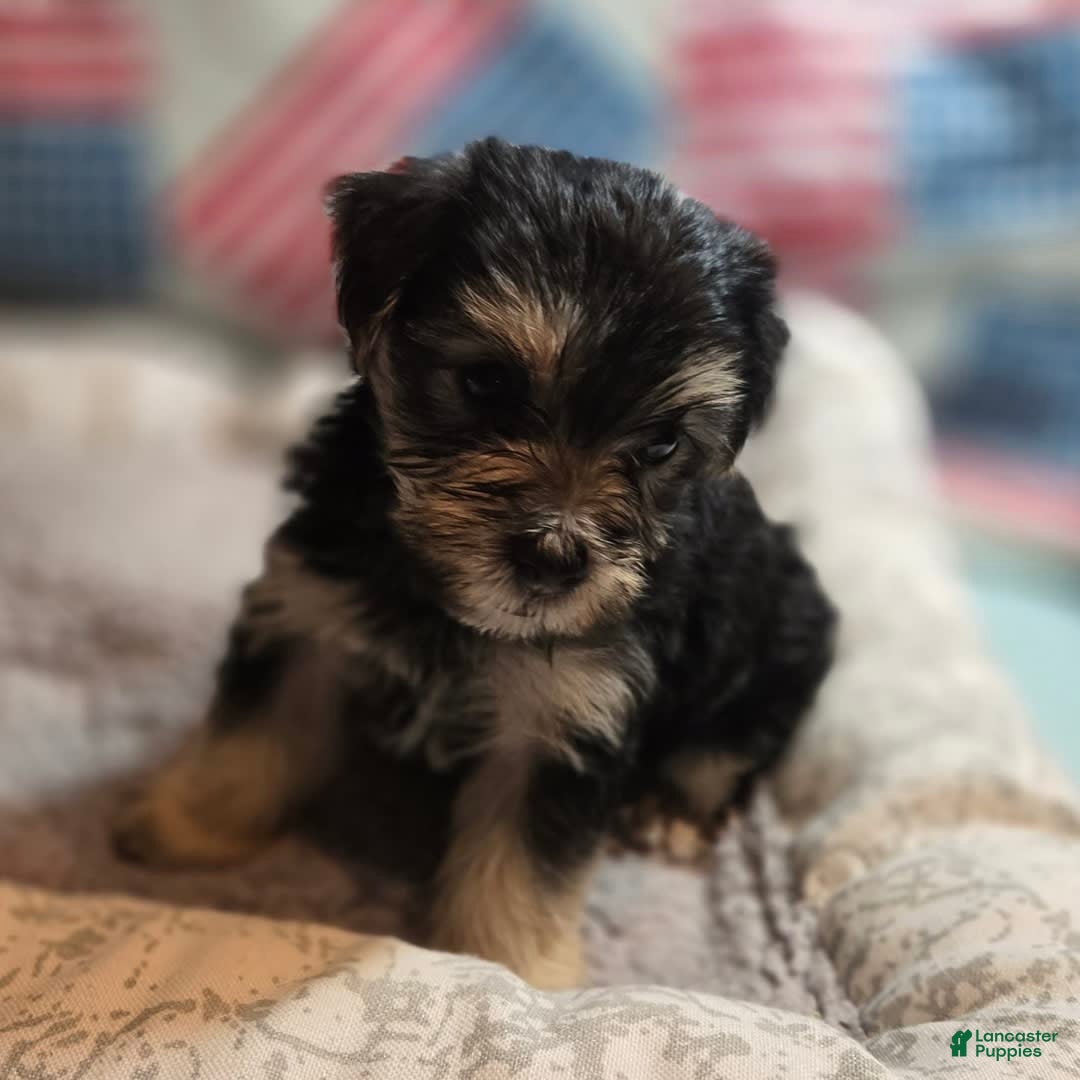 Morkie dogs for sale: Albert - Image 7