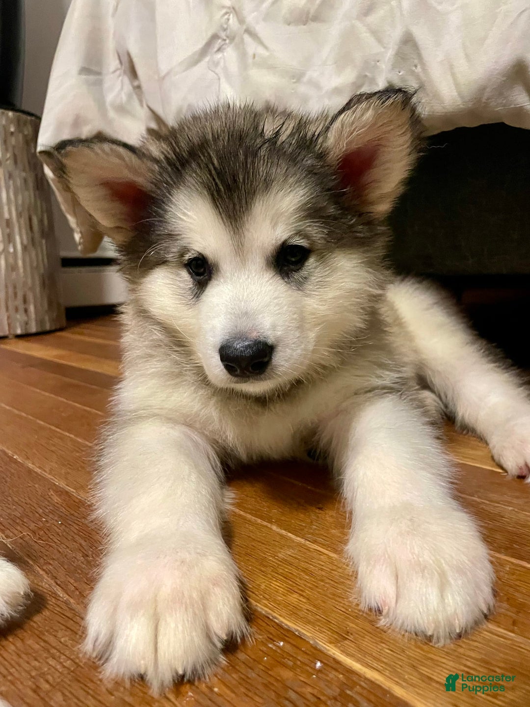 Alaskan Malamute dogs for sale: Tundra - Image 4