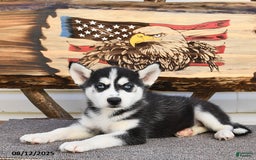 Siberian Husky dogs for sale: Reba - Image 5