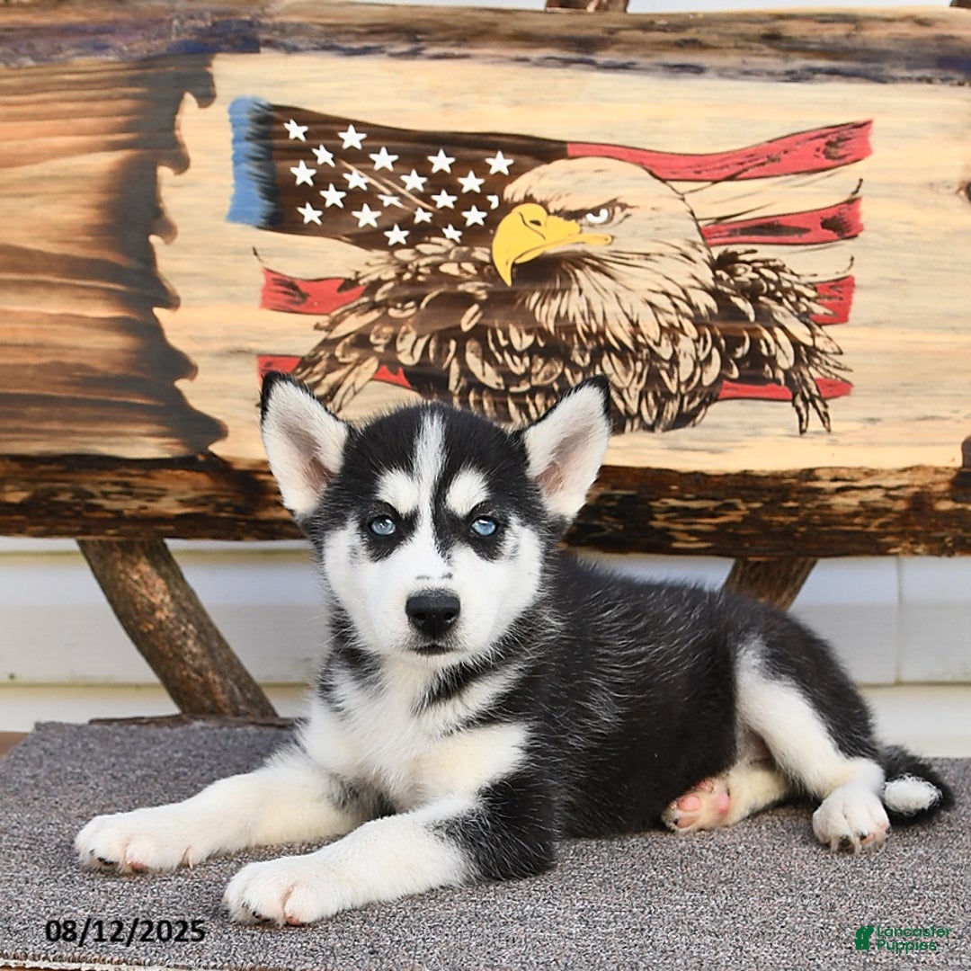 Siberian Husky dogs for sale: Reba - Image 5