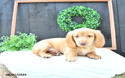 Dachshund dogs for sale: Conrad - Image 4