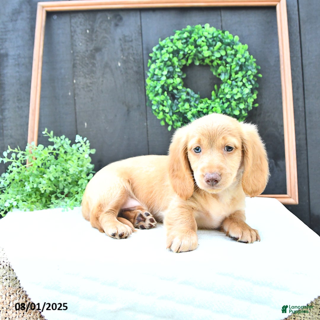 Dachshund dogs for sale: Conrad - Image 4