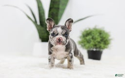 French Bulldog dogs for sale: Peyton - Image 5