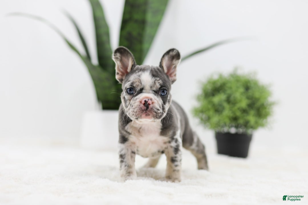 French Bulldog dogs for sale: Peyton - Image 5