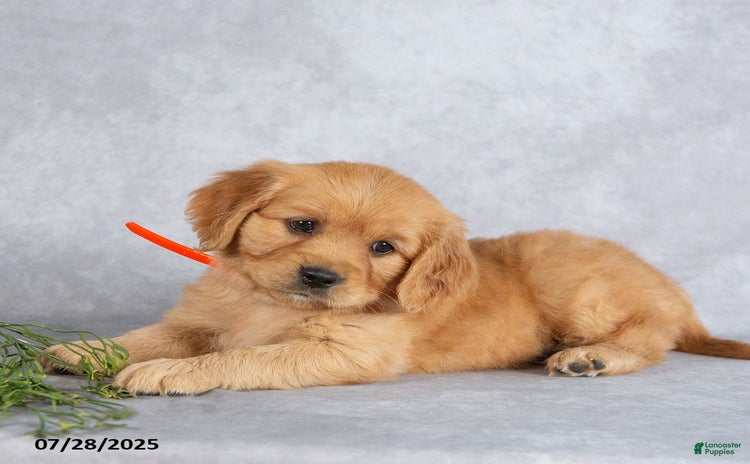 Miniature Golden Retriever dogs for sale - Ad 3