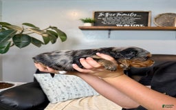 Mini Goldendoodle dogs for sale: Baylor - Image 1