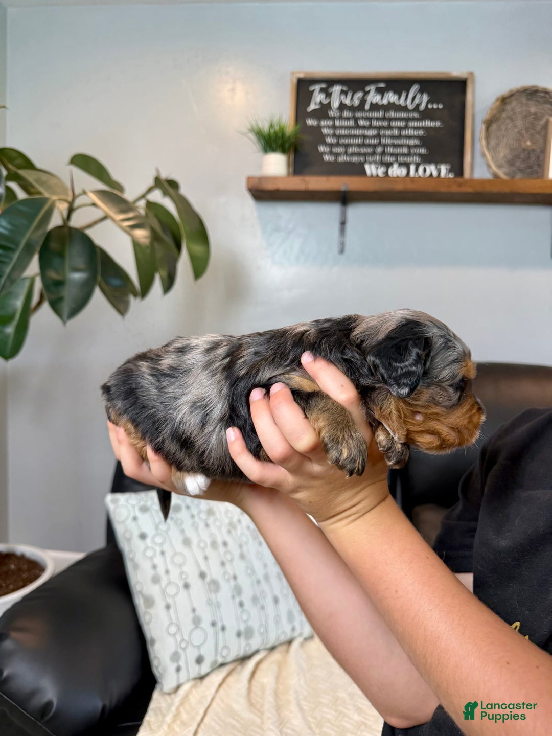 Mini Goldendoodle dogs for sale: Baylor - Image 1