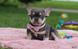 French Bulldog dogs for sale: Demi - Image 3