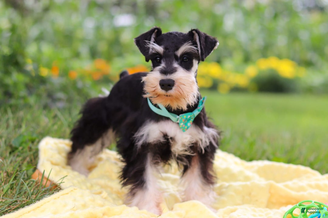 Miniature Schnauzer dogs for sale: Denver - Image 13