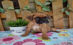 Boxer dogs for sale: Reta - Image 5