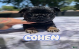 French Bulldog dogs for sale: French Bulldog 3 puppies - Image 2