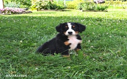 Bernese Mountain Dog dogs for sale: Licia - Image 4