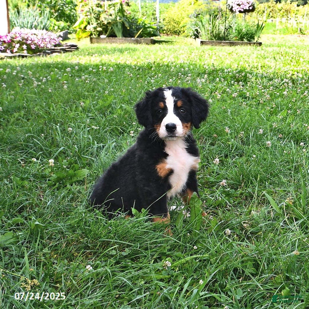 Bernese Mountain Dog dogs for sale: Licia - Image 4