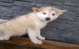 Pomsky dogs for sale: Silas - Image 18