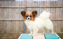 Papillon dogs for sale: Rome - Image 42