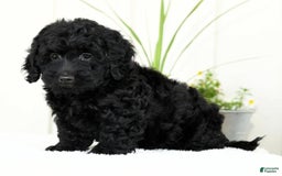 Mini Goldendoodle dogs for sale: Hope - Image 3