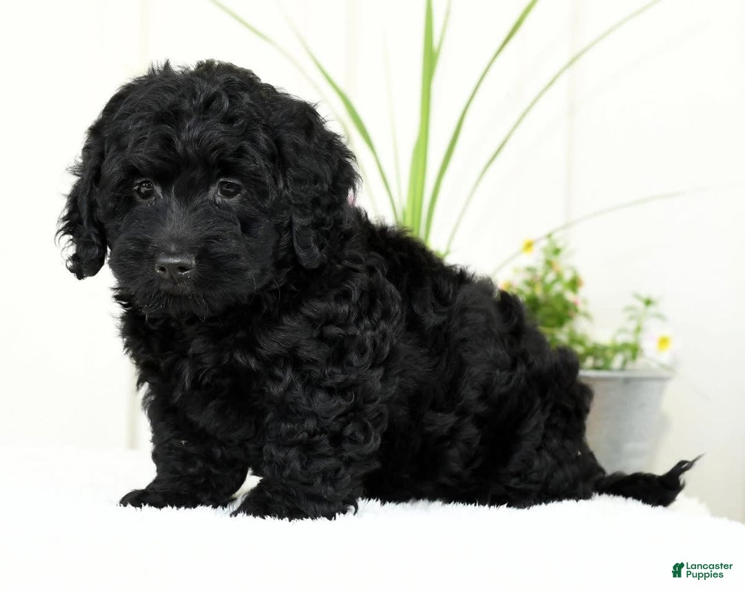 Mini Goldendoodle dogs for sale: Hope - Image 3