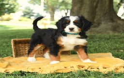Bernedoodle dogs for sale: Basil - Image 2