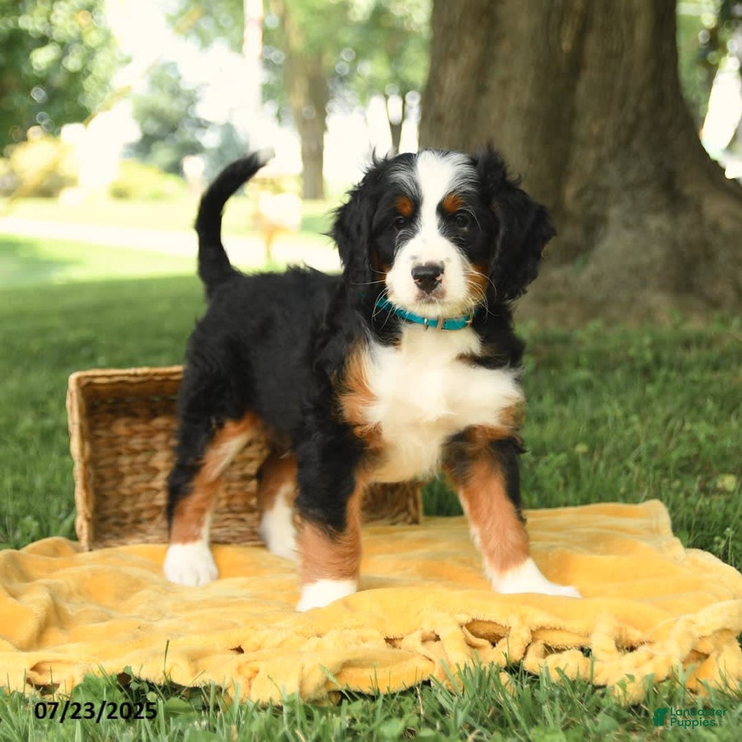 Bernedoodle dogs for sale: Basil - Image 2