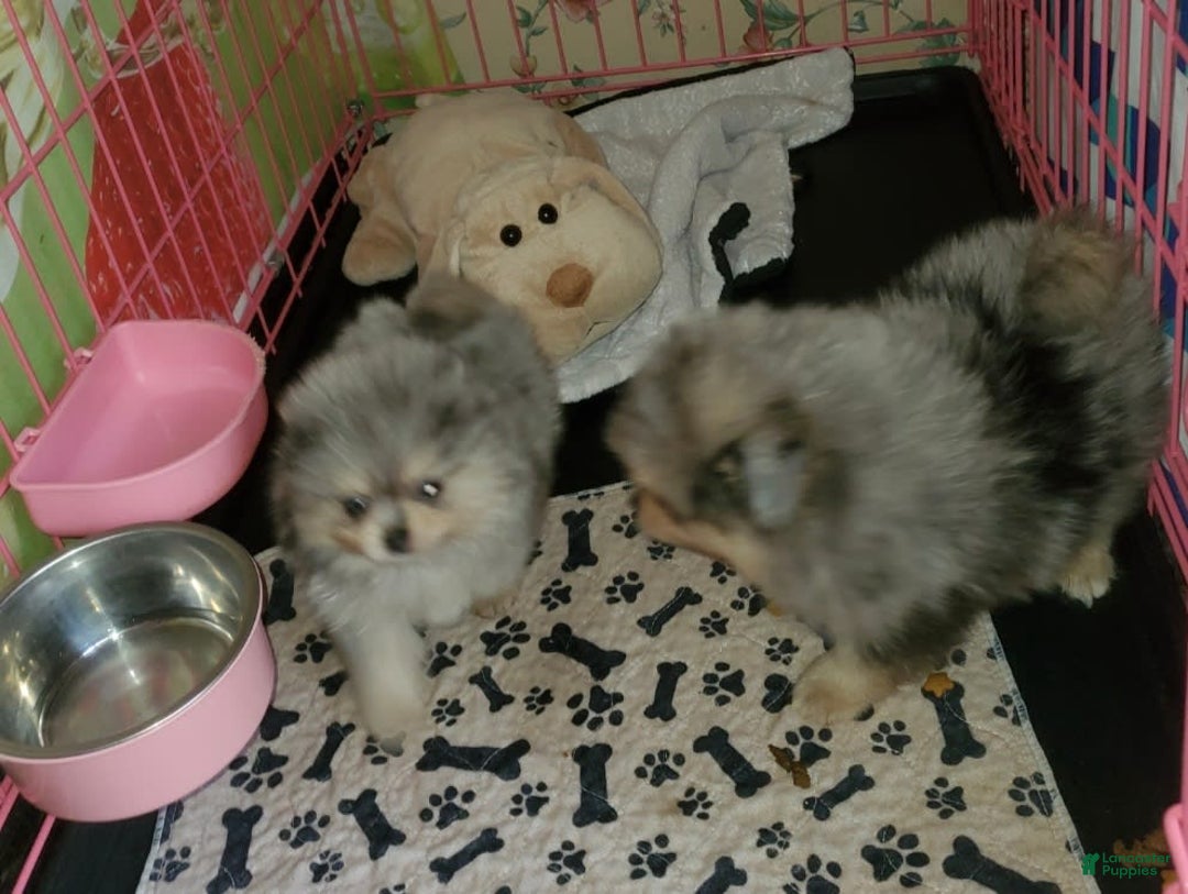 Pomeranian dogs for sale: Buzz - Image 1