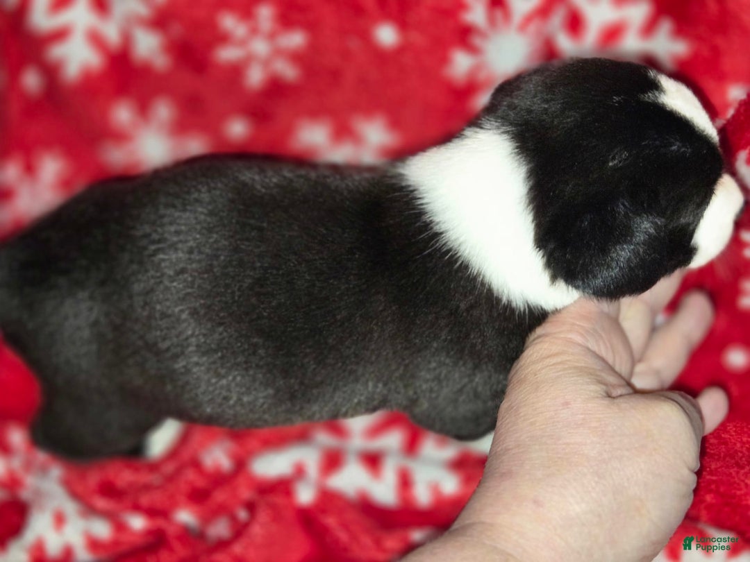 Chihuahua dogs for sale: Oreo - Image 2