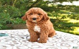 Mini Goldendoodle dogs for sale: Emily - Image 12