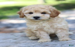 Miniature Poodle dogs for sale: Duke - Image 1