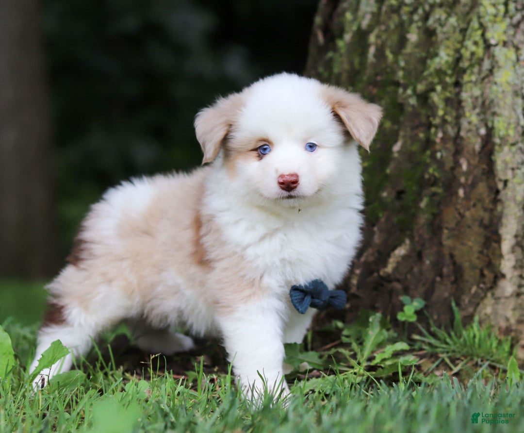 Miniature Australian Shepherd dogs for sale: Frisky - Image 6