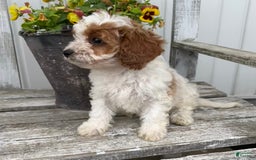 Cavapoo dogs for sale: Cassidy - Image 5