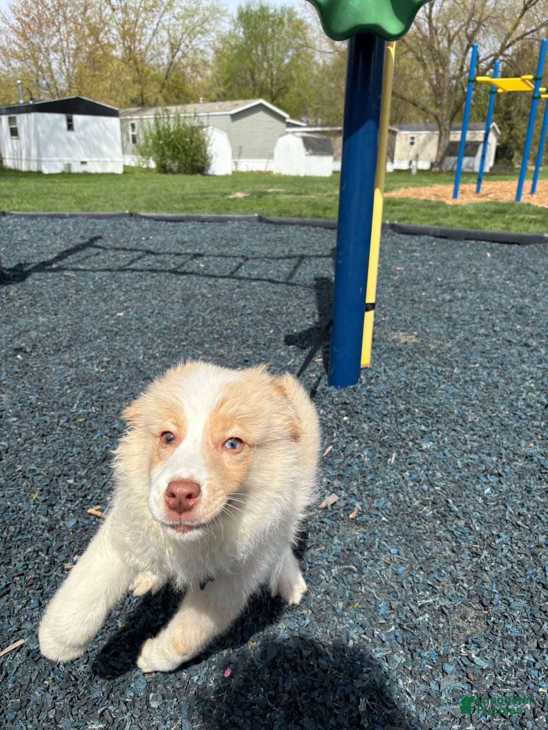 Miniature Australian Shepherd dogs for sale: Cooper - Image 5