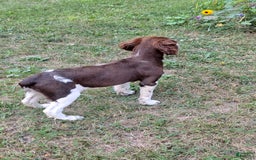English Springer Spaniel dogs for sale: Scampy - Image 6