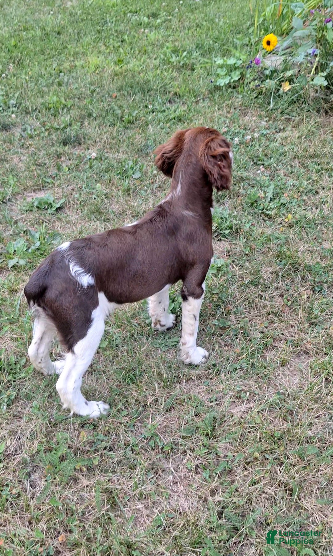 English Springer Spaniel dogs for sale: Scampy - Image 6
