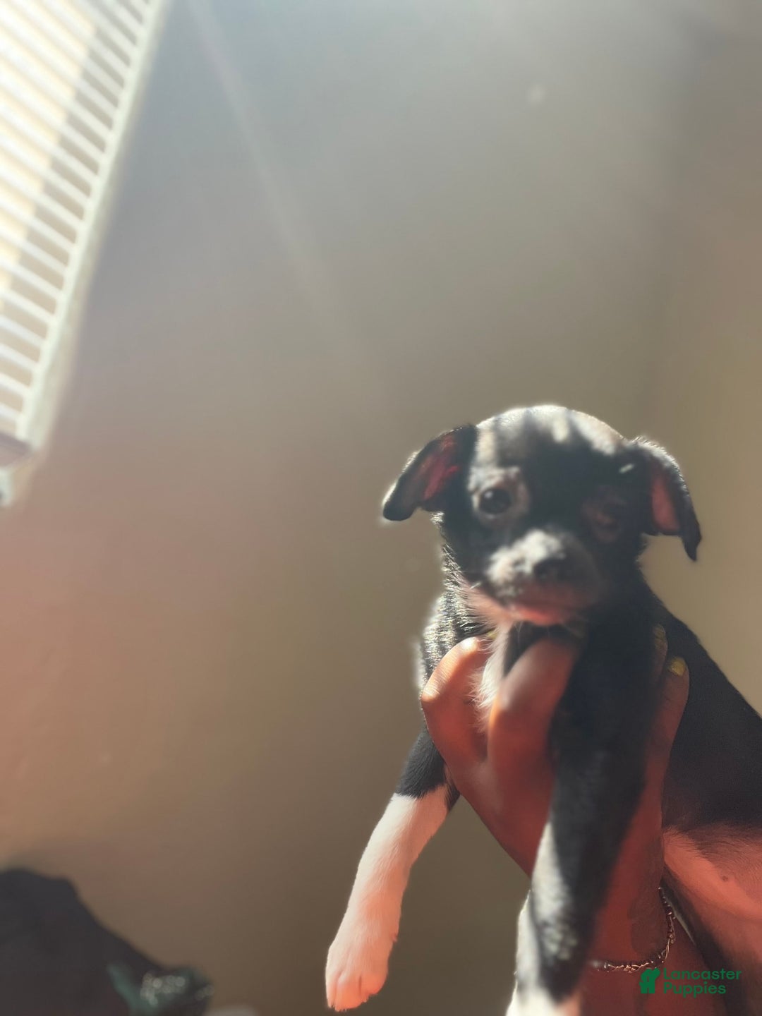 Chihuahua dogs for sale: Puppy A - Image 3