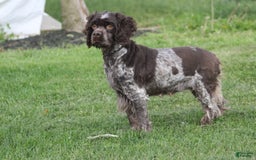 Cocker Spaniel dogs for sale: Amber - Image 2