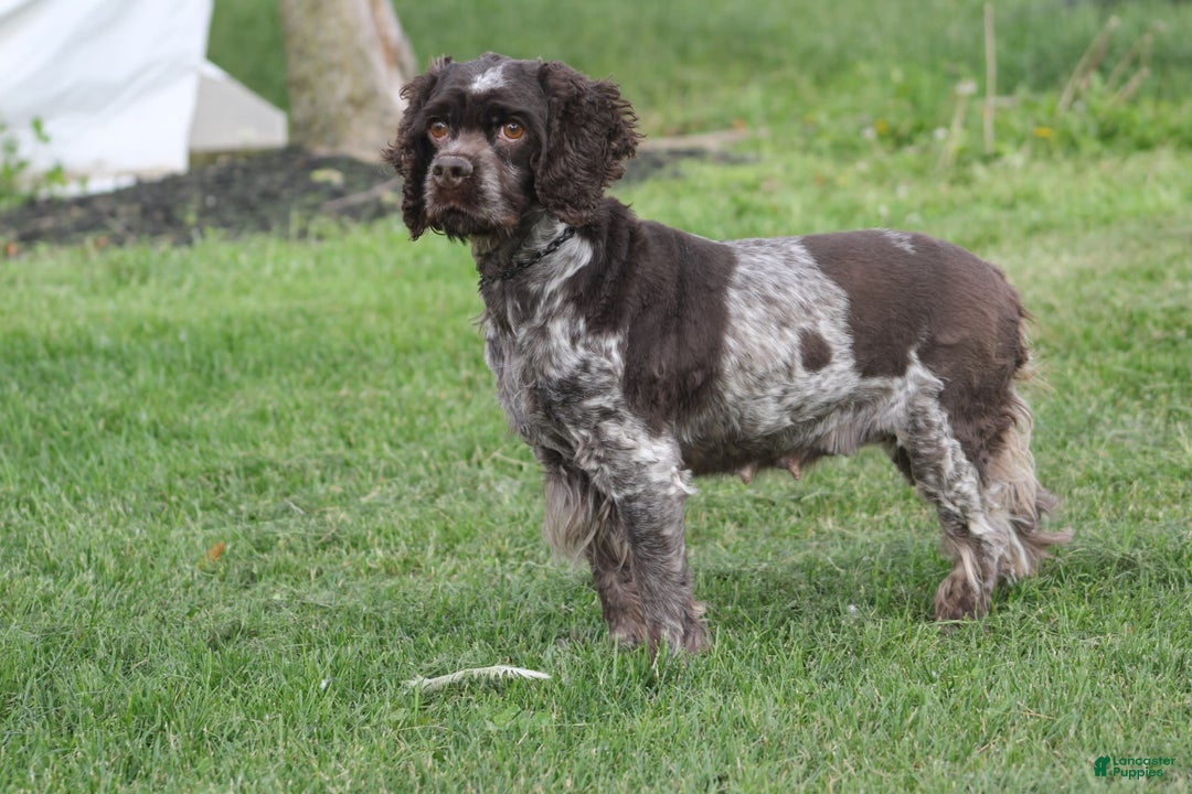 Cocker Spaniel dogs for sale: Amber - Image 2