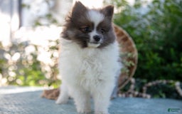 Pomeranian dogs for sale: Harley - Image 2