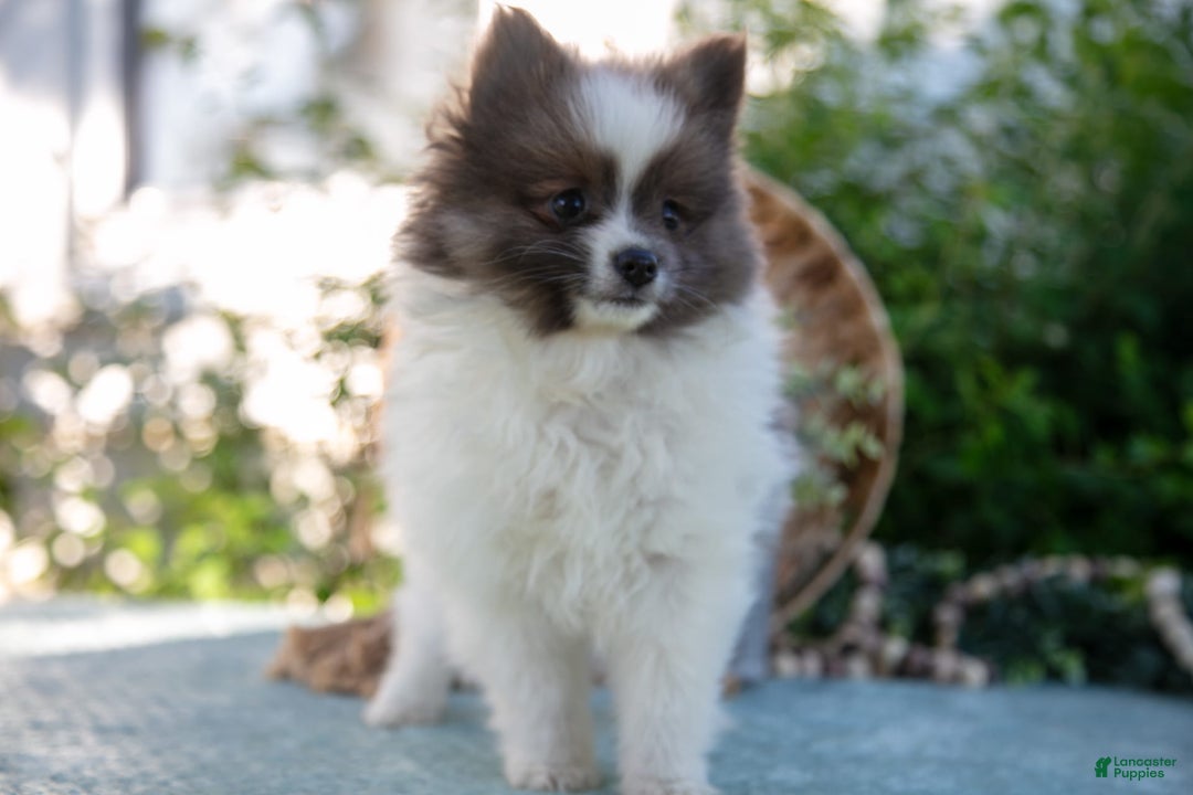 Pomeranian dogs for sale: Harley - Image 2