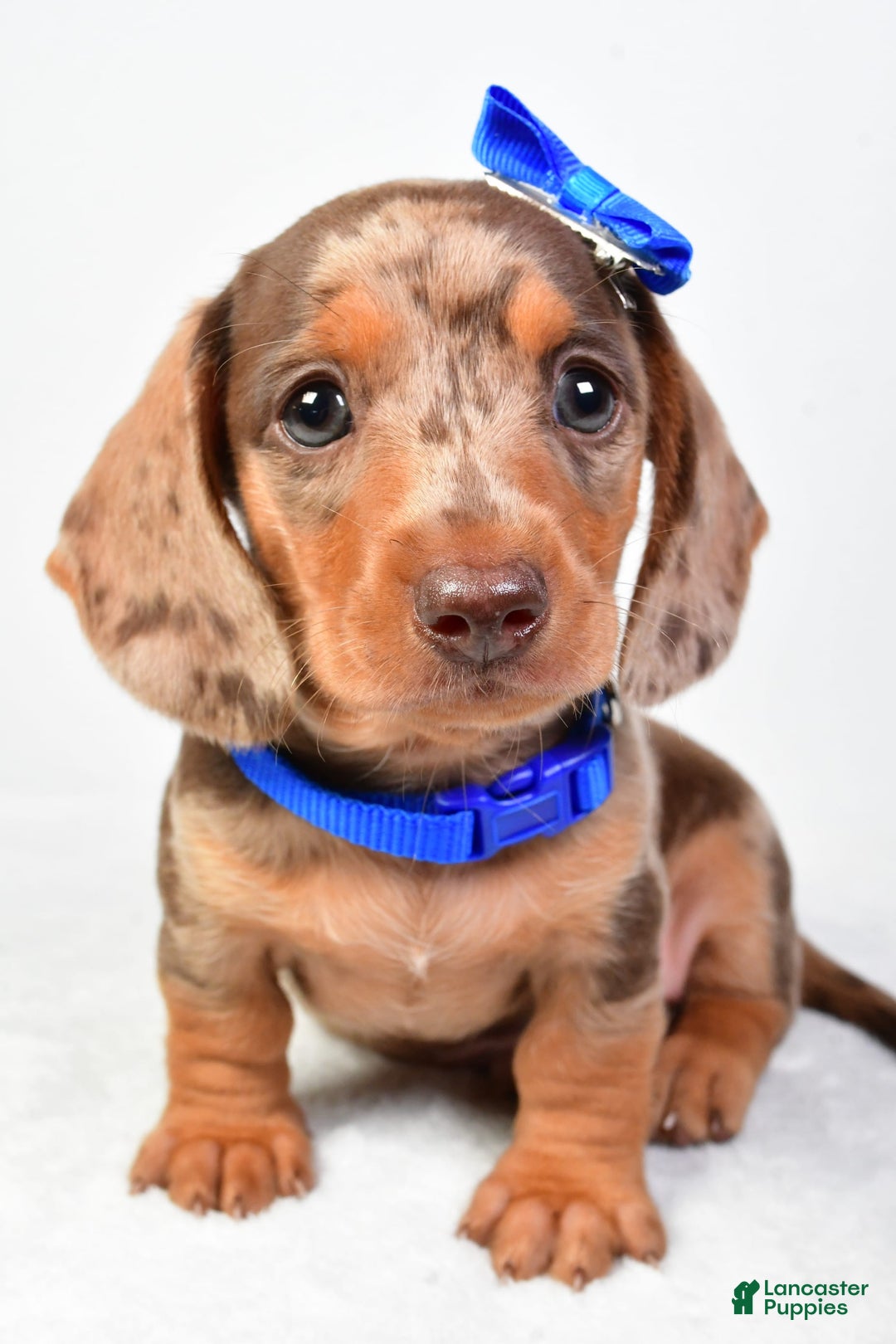 Miniature Dachshund dogs for sale: Miniature Dachshund 4 puppies - Image 2