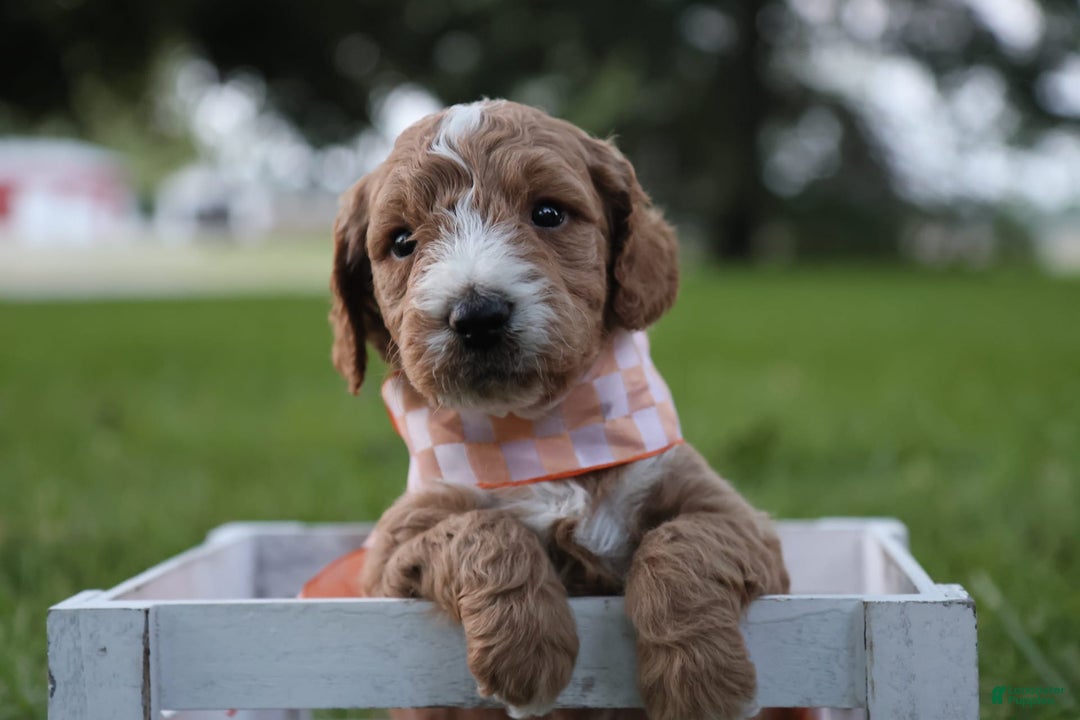 Mini Goldendoodle dogs for sale: Jasmine - Image 1