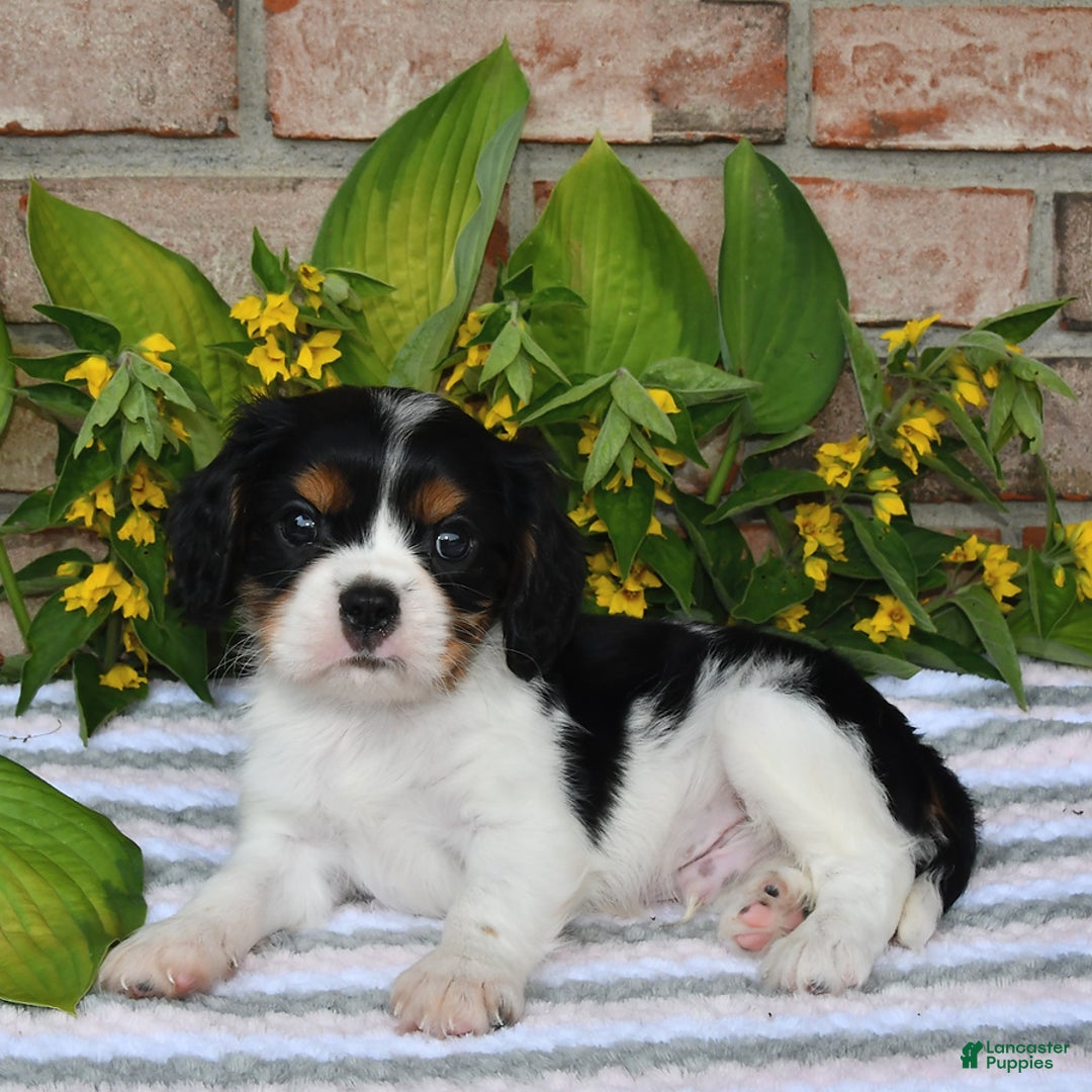 Cavalier King Charles Spaniel dogs for sale: Duke - Image 3