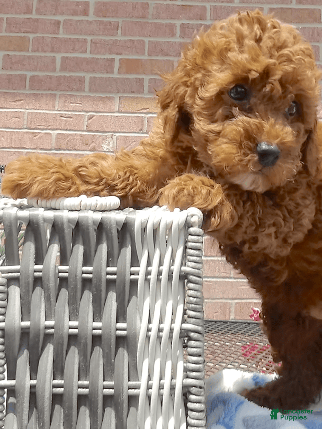 Toy Poodle dogs for sale: Angelo - Image 2
