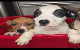 American Pit Bull Terrier dogs for sale: Chole - Image 1
