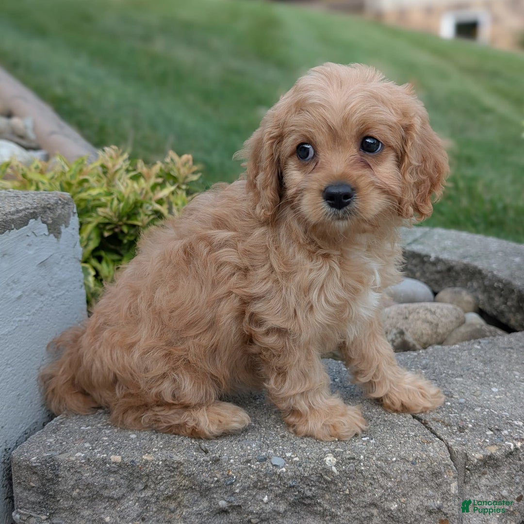 Cavapoo dogs for sale: Abby - Image 3