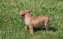 French Bulldog dogs for sale: Sheila - Image 21