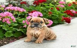 English Bulldog dogs for sale: Winston - Image 5