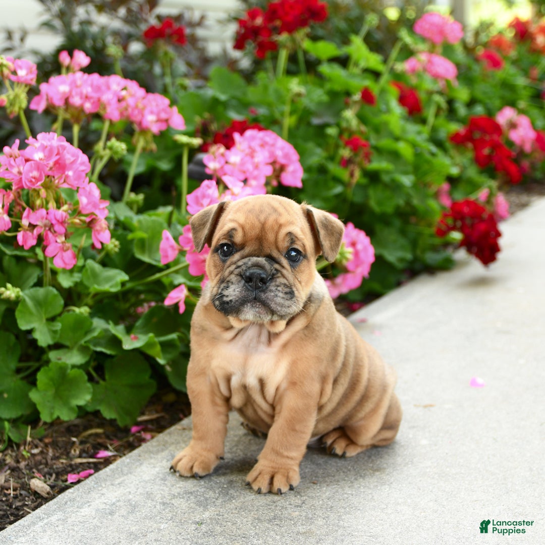 English Bulldog dogs for sale: Winston - Image 5