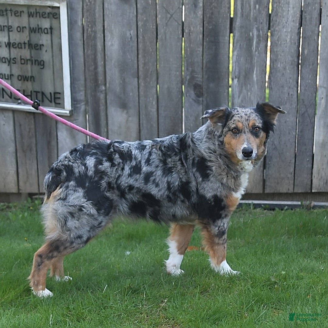 Aussiedoodle dogs for sale: Marlie - Image 4