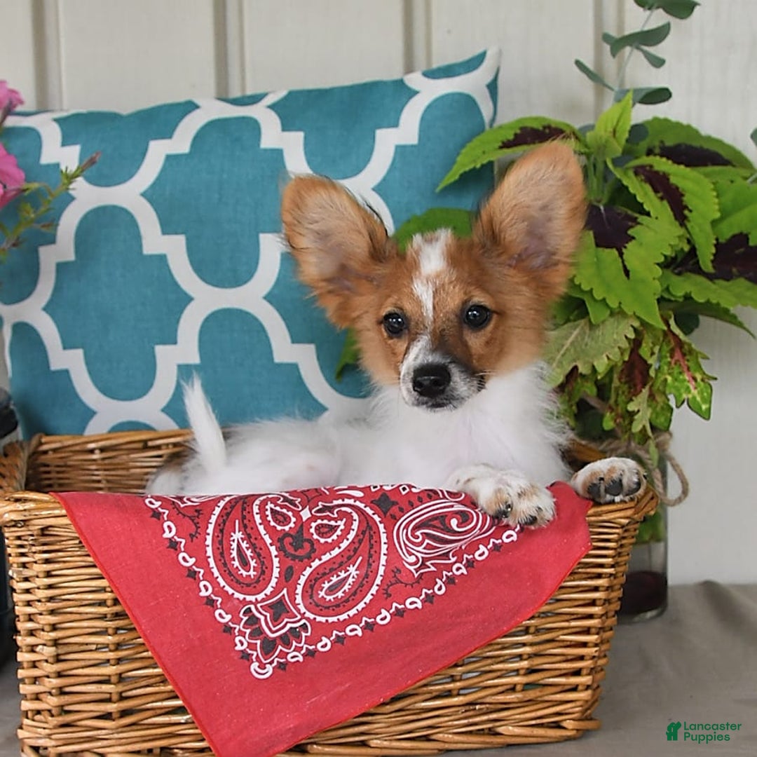 Papillon dogs for sale: Bella - Image 2
