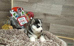 Siberian Husky dogs for sale: Lucy - Image 1